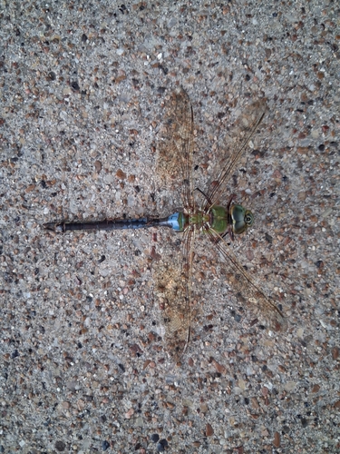 Common Green Darner