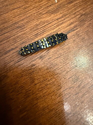 Black Swallowtail