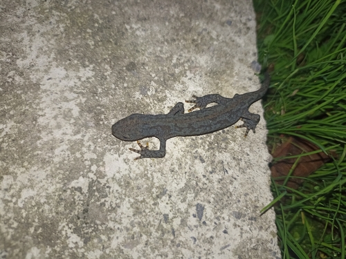 Alpine Newt