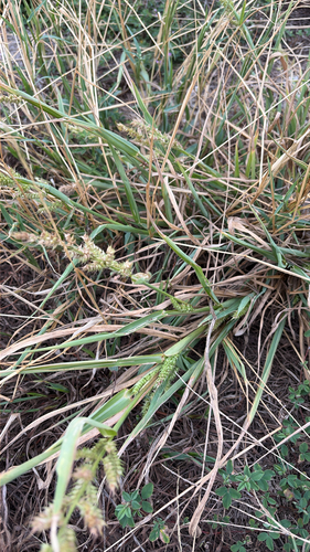 barnyardgrass