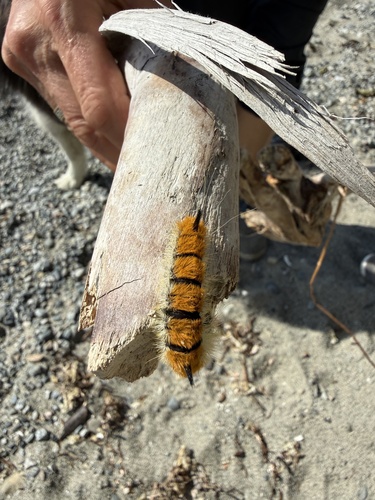 Large Gray Dagger