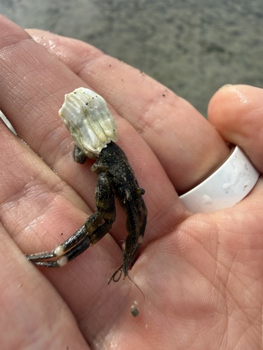 Pacific Hairy Hermit Crab