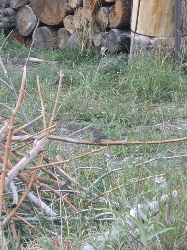 Dark-eyed Junco