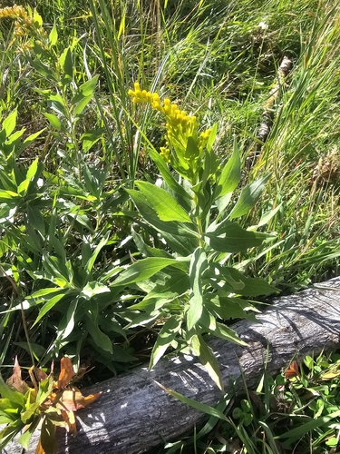 Elegant Goldenrod