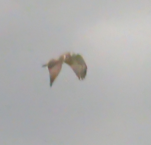Red-tailed Hawk