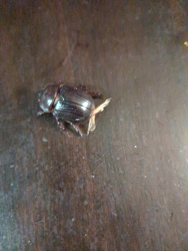 Eastern Rhinoceros Beetle