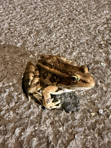 Pickerel Frog