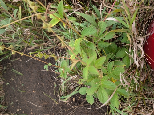 roadside agrimony