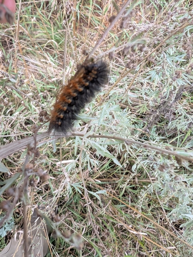 Salt Marsh Moth