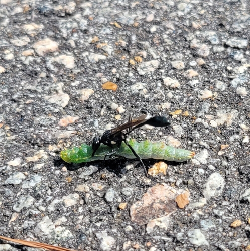 Gold-marked Thread-waisted Wasp