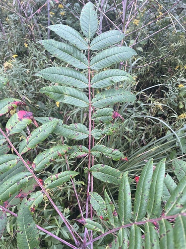 smooth sumac