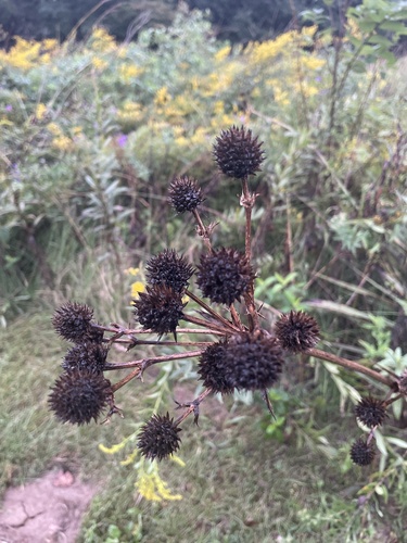 rattlesnake master