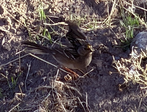 Golden-crowned Sparrow