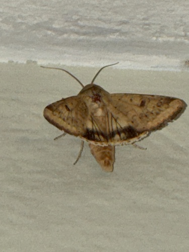 Corn Earworm Moth