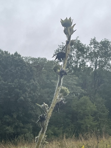 compass plant