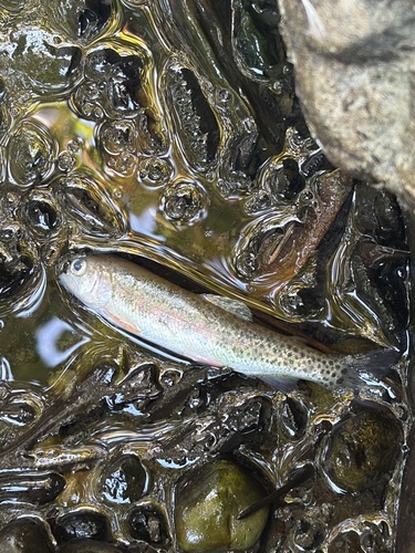 Coastal Cutthroat Trout