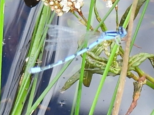 Familiar Bluet