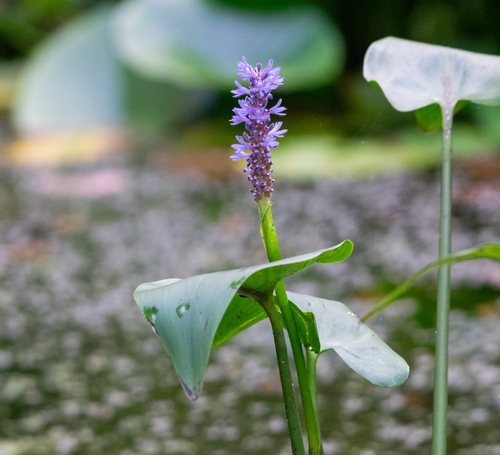 pickerelweed