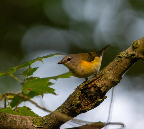 American Redstart