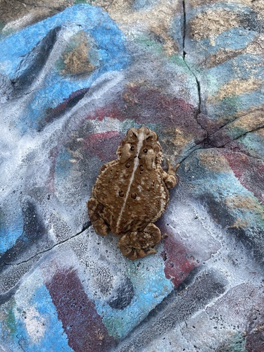 Eastern American Toad