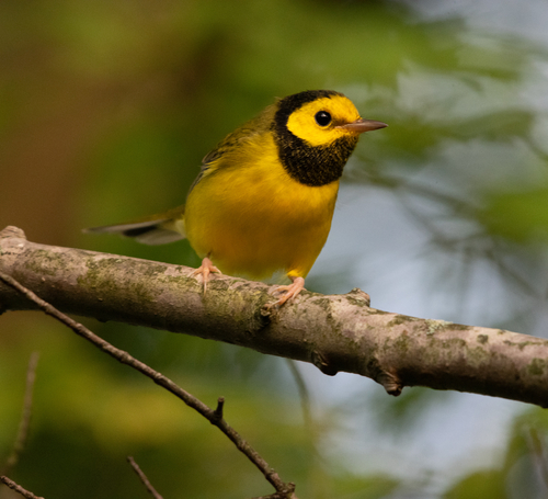 Hooded Warbler