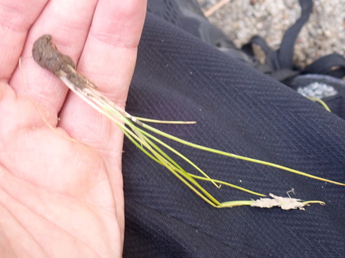 Bolander's quillwort