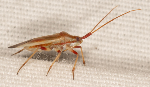 Porpomiris curtulus