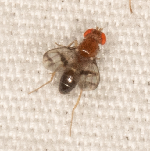 Chymomyza amoena
