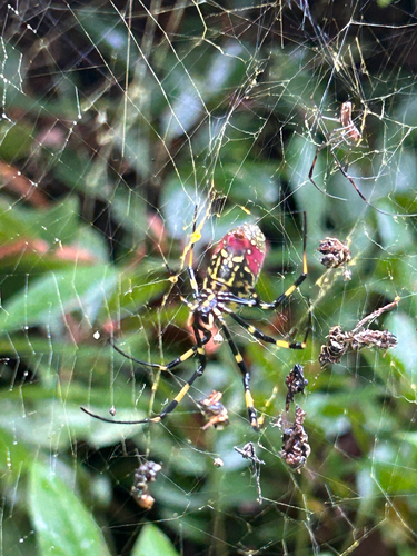 Joro Spider