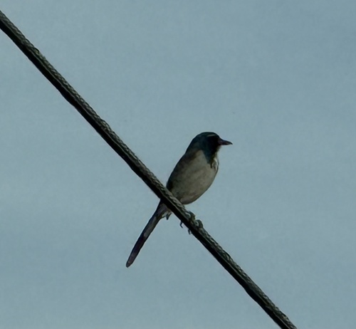 California Scrub-Jay