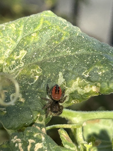 Johnson's Jumping Spider