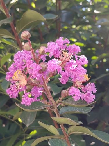 Crape-myrtle
