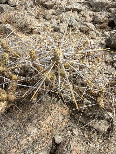 Branched Pencil Cholla