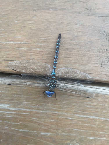 Blue-eyed Darner