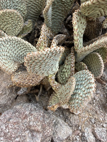 beavertail cactus