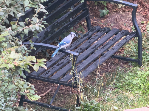 Blue Jay