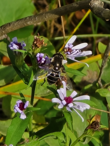 Black-shouldered Drone Fly
