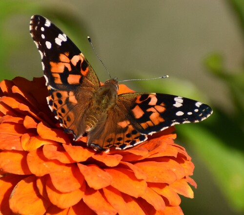 Painted Lady