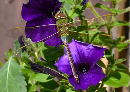 Common Green Darner