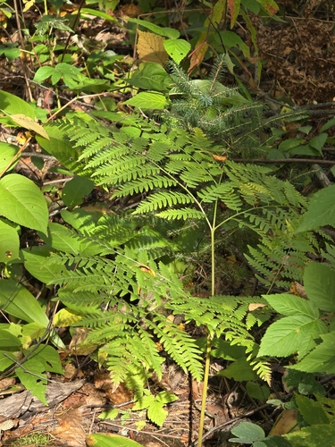 common bracken