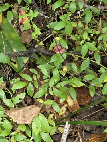 lowbush blueberry