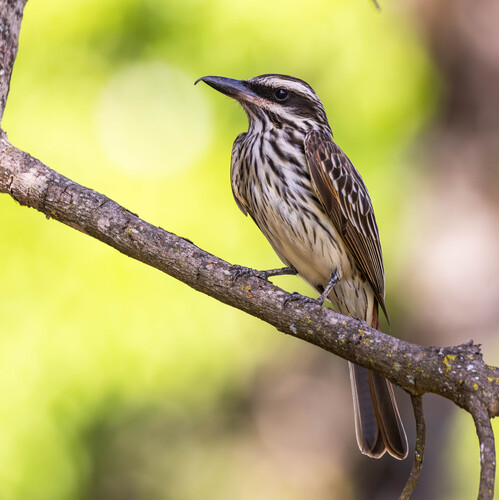 Streaked Flycatcher