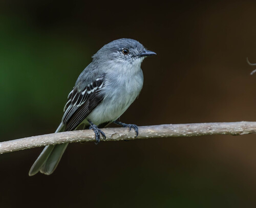Gray-headed Elaenia