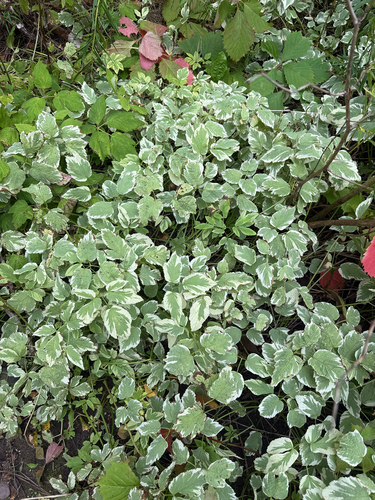 Goutweed