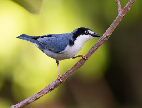Hooded Tanager