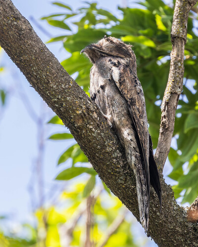 Common Potoo