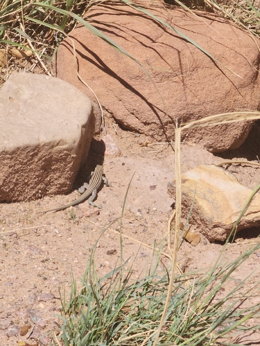 Plateau Striped Whiptail