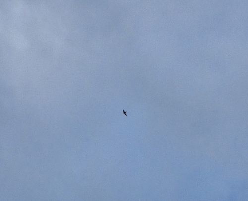 Chimney Swift
