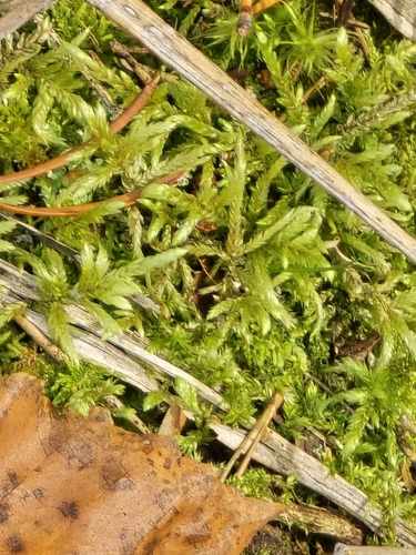 Red-stemmed Feather Moss