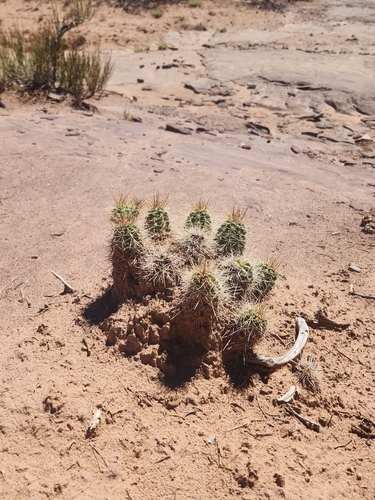 Kingcup Cactus